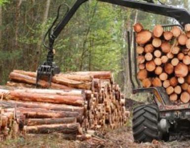 Ecology, nature conservation, parks and forestry, timber industry Nature conservation of the forestry and woodworking industries