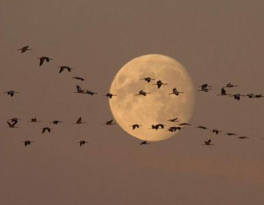 Fågelvandring - huvudorsaker och intressanta fakta