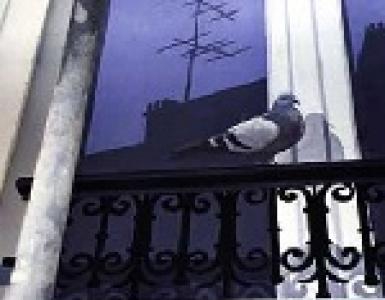 Señales sobre palomas: interpretación, qué significa si te sientas en el alféizar de la ventana