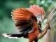 Hoatzin je národným vtákom Guyany.