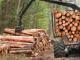 Ekologi, naturvård, parker och skogsbruk, träindustri Naturvård av skogs- och träbearbetningsindustrin